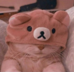 /\/Kitties\/\