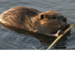 Beaver Fam innit