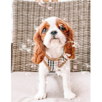 - puppy's closet -