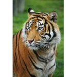 Talented Tigers