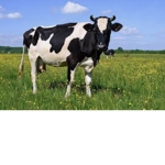 THE SOCIETY OF COWS