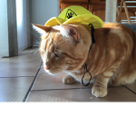 Clayton The Cat