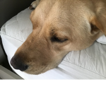 The Dog Order