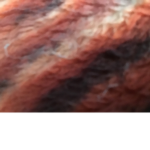 FoxyRobluxpeople