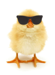 Comunidad pollo:v