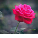 They cute roses