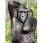 Black orangutan