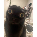 >{B1gD}<