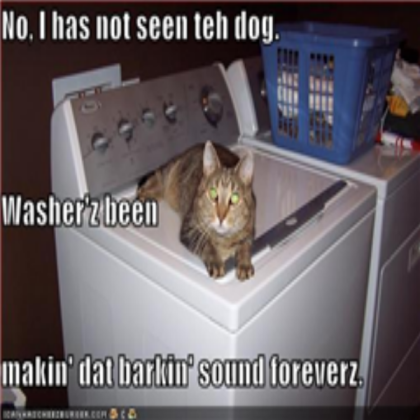 Cat Roblox decal
