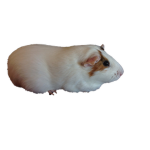 The Firebreathing Guinea Pigs