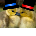 Duckies hoi