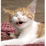 RobloksCats