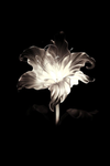 Happier than ever..?