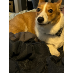 The skittle corgis
