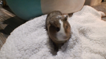 Guinea Pigs 4 Life!!