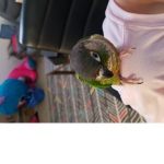 birdyblue's Group
