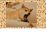 The Amaazing Doges