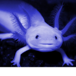 axolotls_forlife