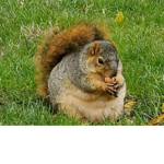 Chubby clubby