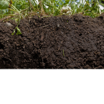 The soil revolution