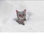 Icecat