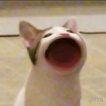 啵啵猫聚集地
