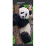 The fluffy panda group