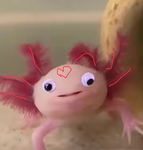 Axolotl Kawaii axolotl cute axolotl!