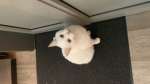 The KittFan Group