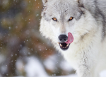 LikeWolves