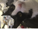 Cutieforever