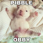 pibble obby