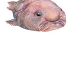 Feet smell like fish