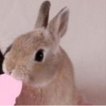 ʚ bnuy ɞ