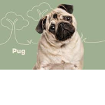 PUG _POG
