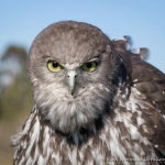babyowl