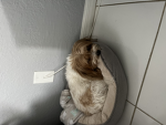 ᴀʟᴇxᴀ’s Aקקarel