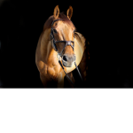 horses for fun!!!