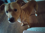 A group for my doggo (brownie)