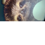 Sacrifices for sloths
