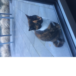 Mia Grube Mit Lili die katze 123 Roblox ist kull
