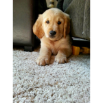 puppys_paw