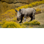 RHINOS ARE AWESOME