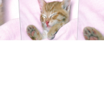 Power Kittys