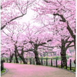 Cherry blossoms shells