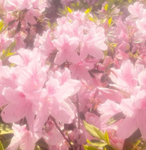 Flowerco