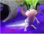 hamster_team