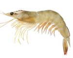 Prawn Portal