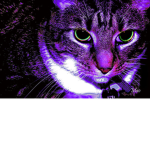 The Magica Cat's