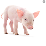 Piggy piggy off gang